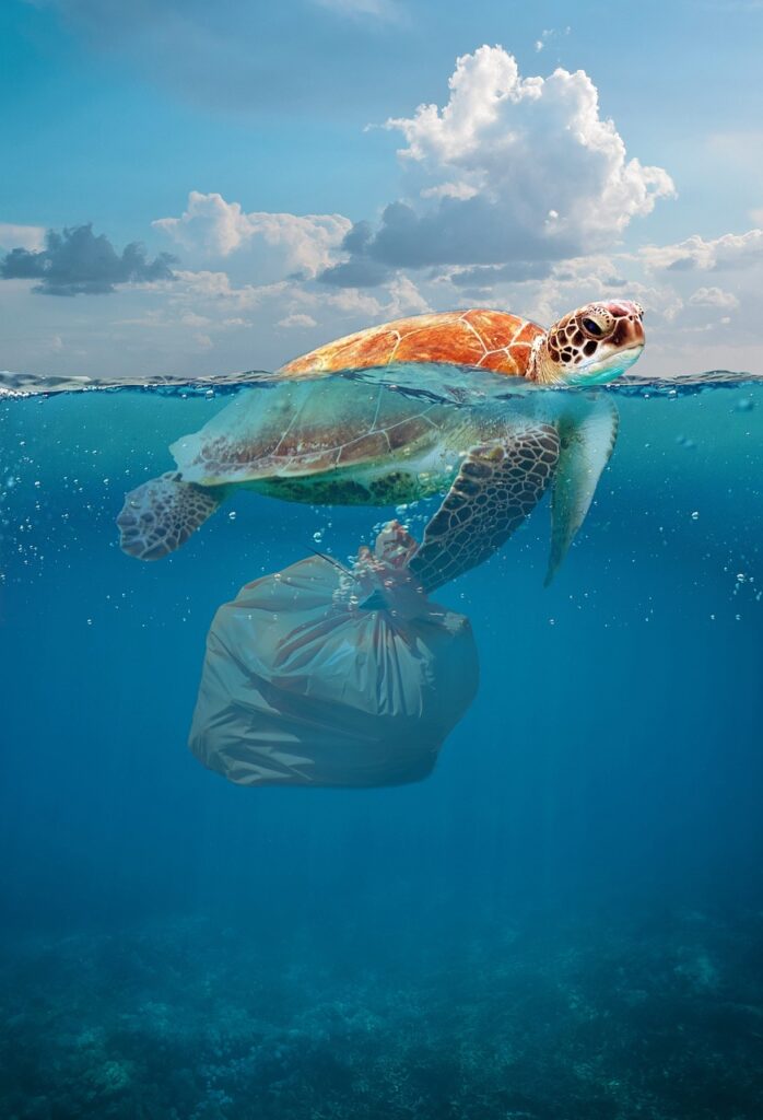 sincgle use plastic impact to the occeans